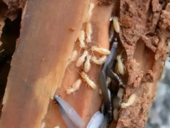 金东白蚁防治公司分享夏季高温高湿，读懂白蚁分飞的底层逻辑与家庭防护方案
